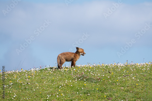 Red Fox Kit Connemara Ireland