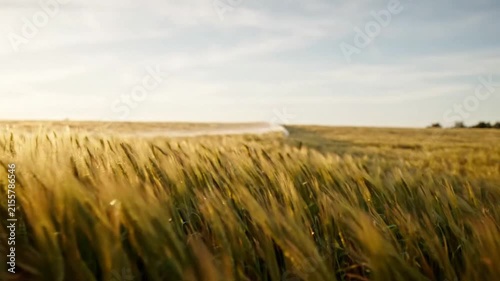 Natural Wind Blowing Through Golden Grass Meadow at Sunset
