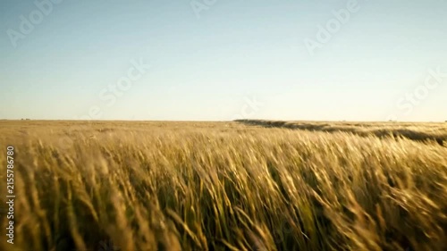 Natural Wind Blowing Through Golden Grass Meadow at Sunset