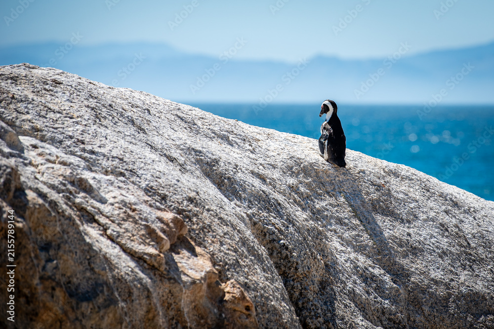 Naklejka premium African penguin on a rock in South Africa