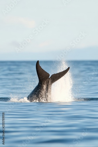 Majestic Whale Tail Splashing in Calm Ocean Waters Under Clear Sky