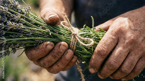 Close Up of Gardener's Hands Holding Freshly Cut Lavender Bunch