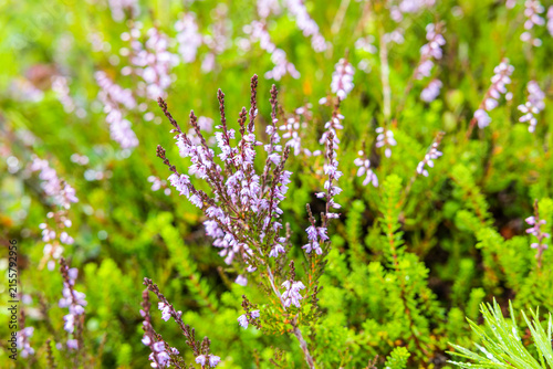 Blühendes Heidkraut in Nordland in Norwegen