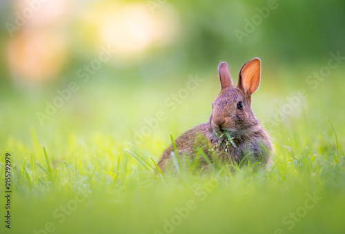 Eastern Cottontail rabbit looking at camera in sunlit green grass