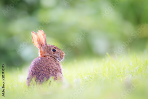 Wild Eastern Cottontail in sunlit summer meadow