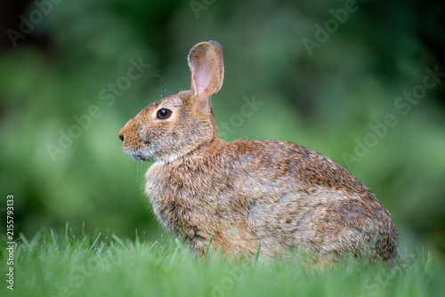 Eastern Cottontail rabbit sitting in green grass in natural habitat