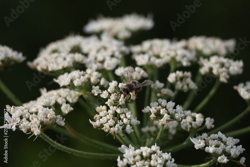 Ground beetle resting on white umbelliferous flowers