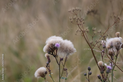 Fotografía Mature creeping thistle releasing white fluffy seeds, Cirsium arvense