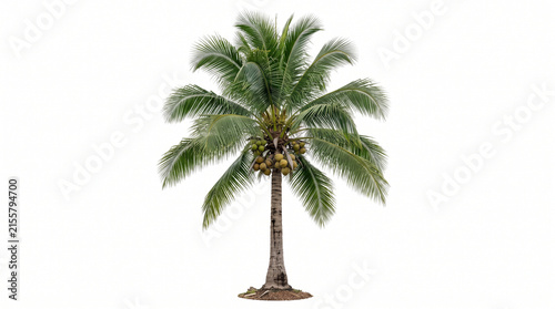 Tropical Coconut Palm Tree Isolated on White Background