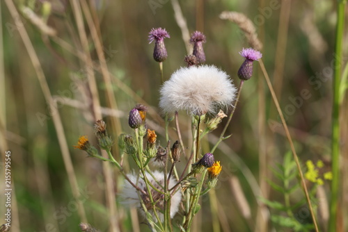 Fotografía Delicate thistle seeds ready for wind dispersal, Cirsium arvense