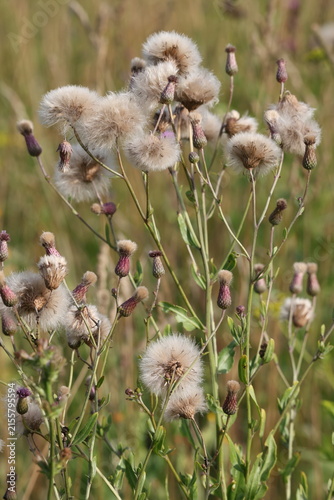 Bild auf Leinwand Creeping thistle seeds with soft white pappus in natural meadow, Cirsium arvense