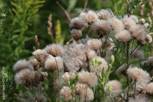 Konstfotografi Mature creeping thistle seed head with silky white parachutes, Cirsium arvense