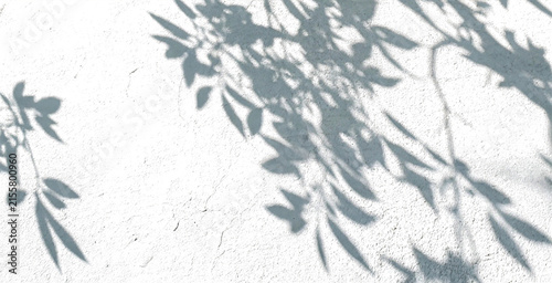 Elegant Tree Branch and Foliage Shadow Composition with Soft Natural Light, Transparent Background PNG