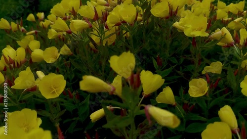 Dense yellow wildflowers with red buds fill low garden view, creating vivid natural texture, soft green backdrop, layered floral detail, fresh spring mood, calm outdoor beauty