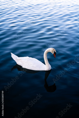 Graceful white swan swimming on blue water in a lake
