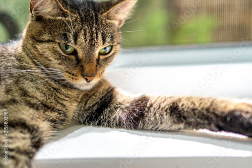 Close-up portrait of a cute tabby cat lying down and looking at the camera indoors