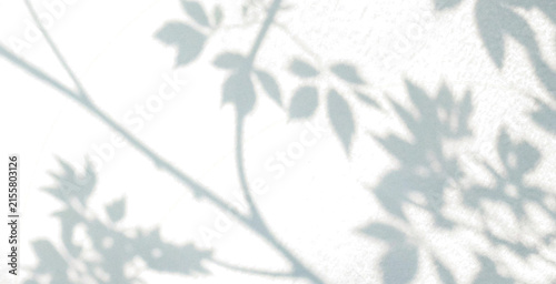 Soft Botanical Branch and Leaf Shadows with Natural Daylight and Dreamy Blur, Transparent PNG Overlay