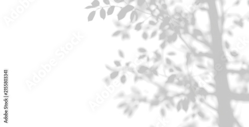Soft Focus Tree Branch and Dense Foliage Shadow with Airy Natural Lighting, Transparent PNG Overlay