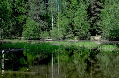 lake tree reflection