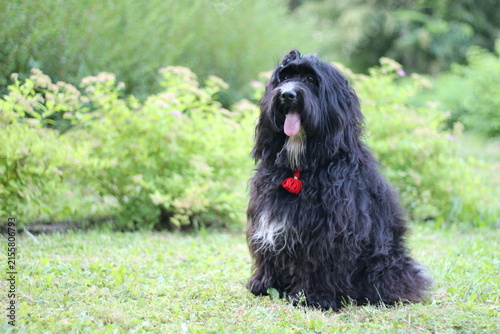 Fotografie Tibetan Terrier Leo