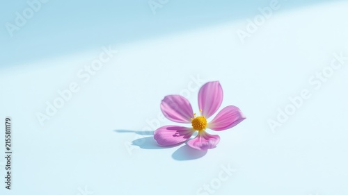 A single pink flower with a yellow center rests on a light blue background, bathed in soft sunlight, creating a delicate and tranquil scene.