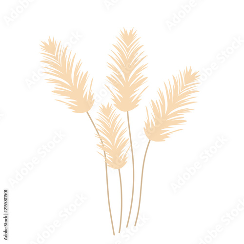 Pampas grass feather illustration. Pampas grass feather vector with a smooth and soft texture. Minimalist pampas grass feather decorative design