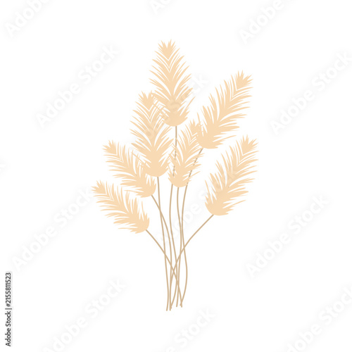 Pampas grass feather illustration. Pampas grass feather vector with a smooth and soft texture. Minimalist pampas grass feather decorative design