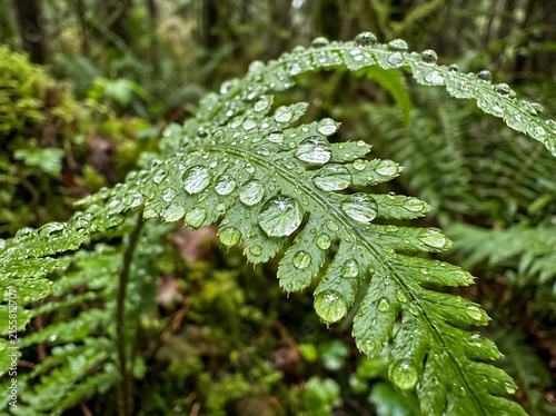 Green fern leaf adorned with shiny raindrops in a lush forest environment after a rain shower.