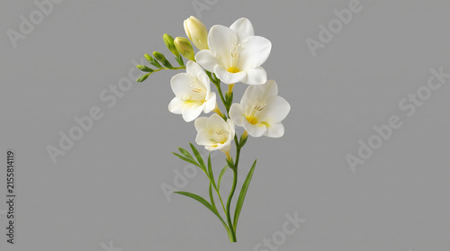 Beautiful White Freesia Flower Isolated on Gray Background
