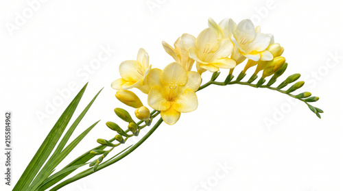 Yellow Freesia Flower Branch Isolated on White Background