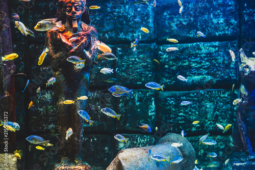 Colorful Malawi Cichlid Aquarium with Vibrant African Cichlids. Beautiful Malawi Cichlid Fish in a Freshwater Aquarium. African Malawi Cichlids Swimming in a Tropical Aquarium.