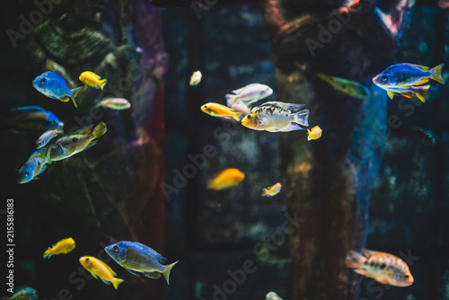 Colorful Malawi Cichlid Aquarium with Vibrant African Cichlids. Beautiful Malawi Cichlid Fish in a Freshwater Aquarium. African Malawi Cichlids Swimming in a Tropical Aquarium.