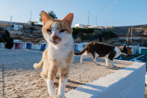 Canvas Print Charming cats roam the vibrant coastal village of Mandrakia in Milos, Greece