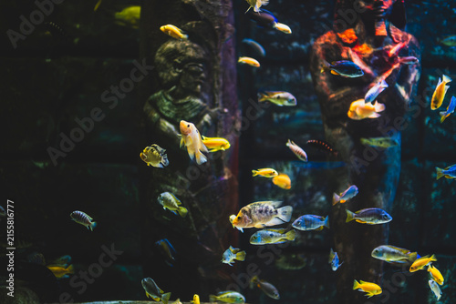 Colorful Malawi Cichlid Aquarium with Vibrant African Cichlids. Beautiful Malawi Cichlid Fish in a Freshwater Aquarium. African Malawi Cichlids Swimming in a Tropical Aquarium.
