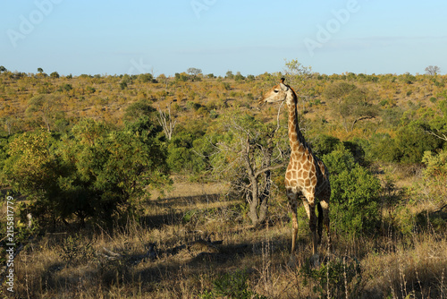 Canvas Print Giraffe / Giraffe / Giraffa camelopardalis