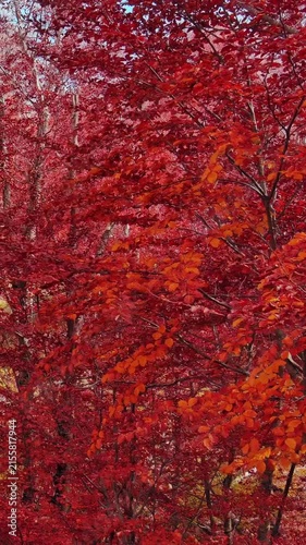 Aerial landscape of autumn beech forest with red foliage. Moving in tall trees in woodland, natural scenery background. Vertical video 4k