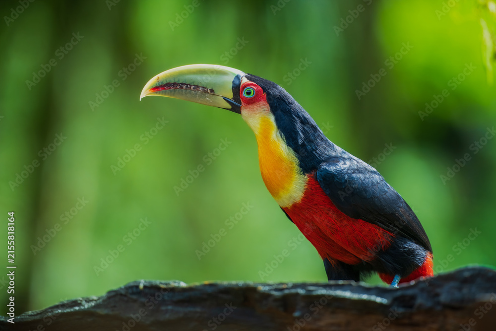 Obraz premium Red-breasted toucan (Ramphastos dicolorus) side profile close-up with vibrant yellow chest, red breast, and pale green beak, set against a blurred lush green background in Brazil.
