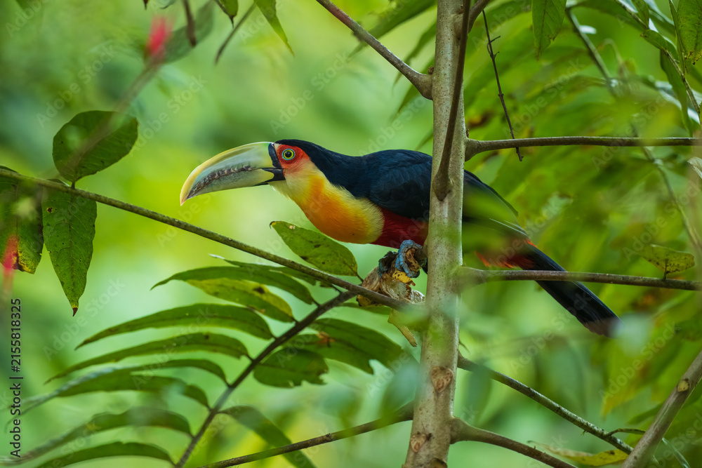 Obraz premium Red-breasted toucan (Ramphastos dicolorus) side profile close-up with vibrant yellow chest, red breast, and pale green beak, set against a blurred lush green background in Brazil.