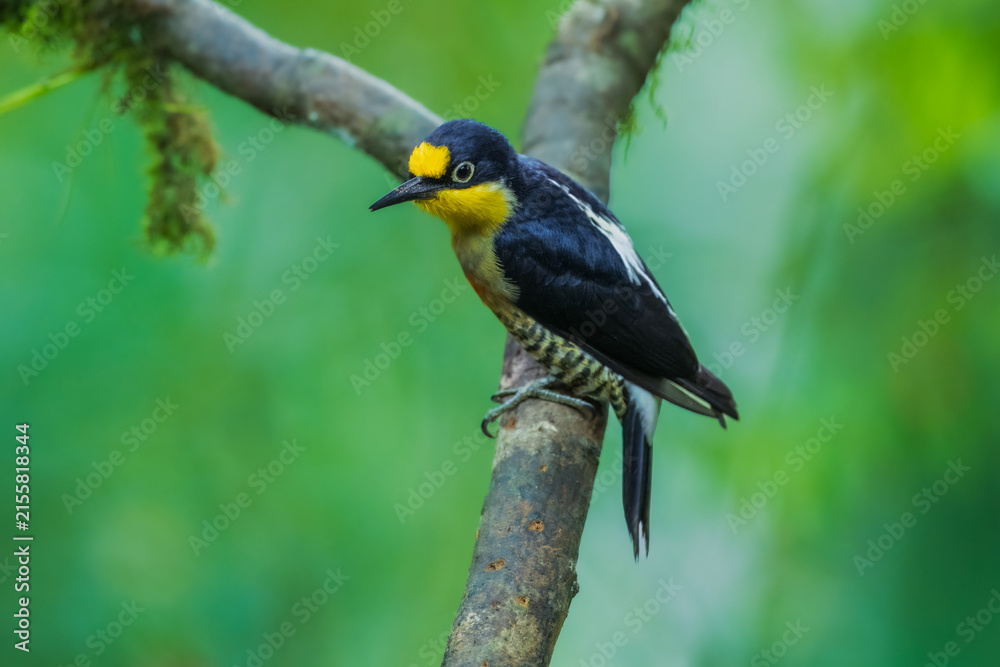 Obraz premium yellow-fronted woodpecker (Melanerpes flavifrons) perched on a mossy branch, featuring a bright yellow forehead and throat, vibrant red belly, and barred flanks in Brazil.