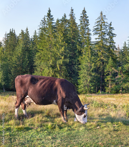 Brown cow with bell grazing in meadow near spruce forest under blue sky