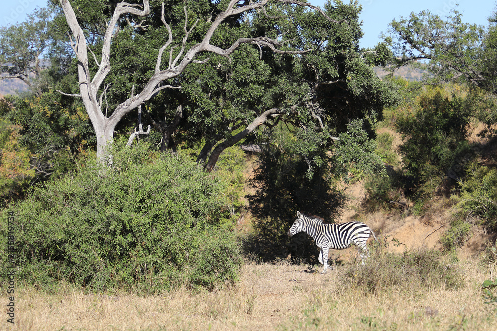Naklejka premium Steppenzebra / Burchell's zebra / Equus quagga burchellii