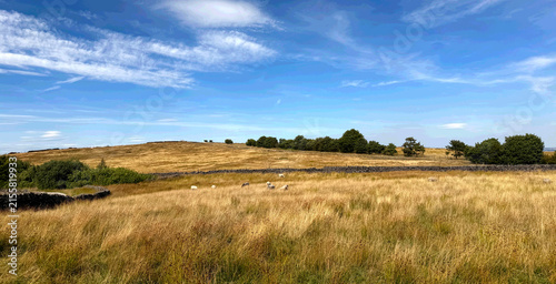 Fotografía Golden fields stretch under a vivid blue sky, dotted with a few grazing sheep