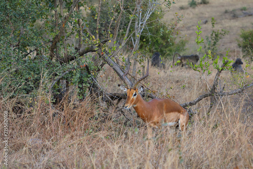 Quadro su tela Schwarzfersenantilope / Impala / Aepyceros melampus