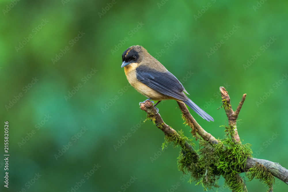 Fototapeta premium Black-goggled Tanager (Trichothraupis melanops) perched on a mossy branch, native to the Atlantic Forest of Brazil.