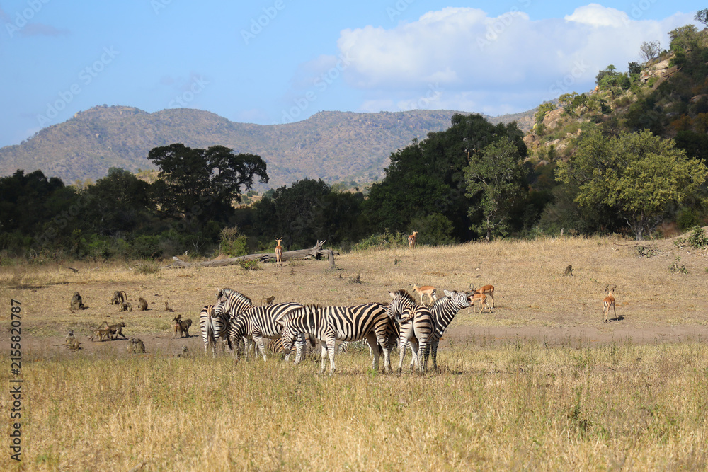 Naklejka premium Steppenzebra und Bärenpavian / Burchell's zebra and Chacma baboon / Equus quagga burchellii et Papio ursinus