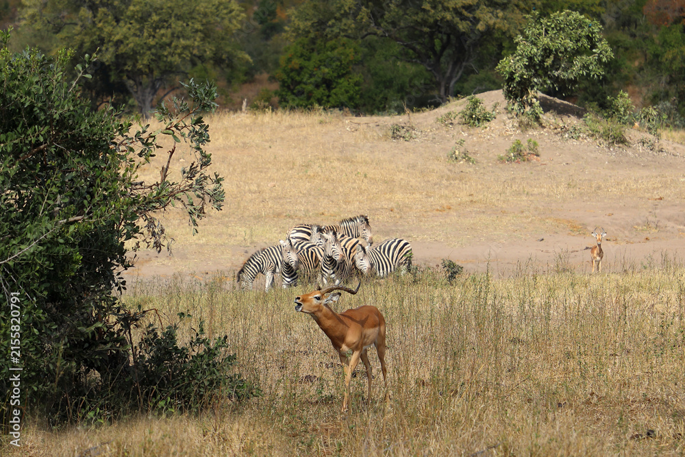 Naklejka premium Schwarzfersenantilope / Impala / Aepyceros melampus