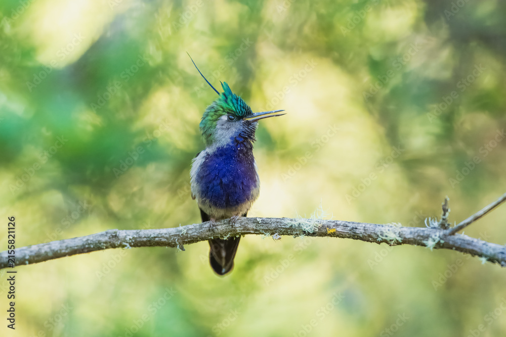 Fototapeta premium Green-crowned Plovercrest (Stephanoxis lalandi), characterized by its long, iridescent blue crest feather, metallic green forehead, and deep violet-blue throat and chest.