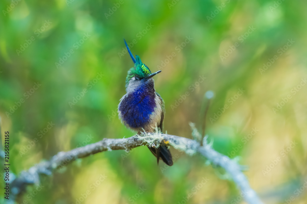 Naklejka premium Green-crowned Plovercrest (Stephanoxis lalandi), characterized by its long, iridescent blue crest feather, metallic green forehead, and deep violet-blue throat and chest.