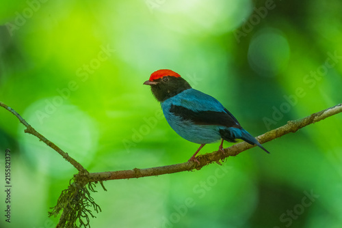 Foto Swallow-tailed Manakin, (Chiroxiphia caudata) perched on a mossy branch, showcasing vibrant sky-blue body plumage, a fiery red crown, and black head in Brazil