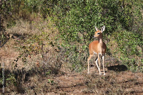 Afrikanischer Steinbock / Steenbok / Raphicerus campestris